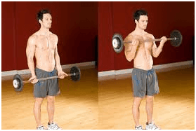 Barbell Bicep Curls Barbell Bicep Curls